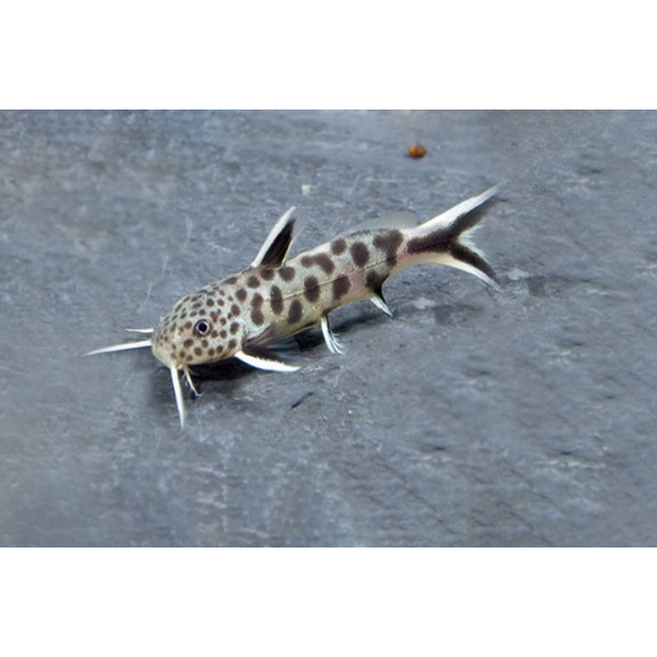 Synodontis Petricola