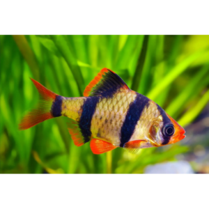 Tiger Barb