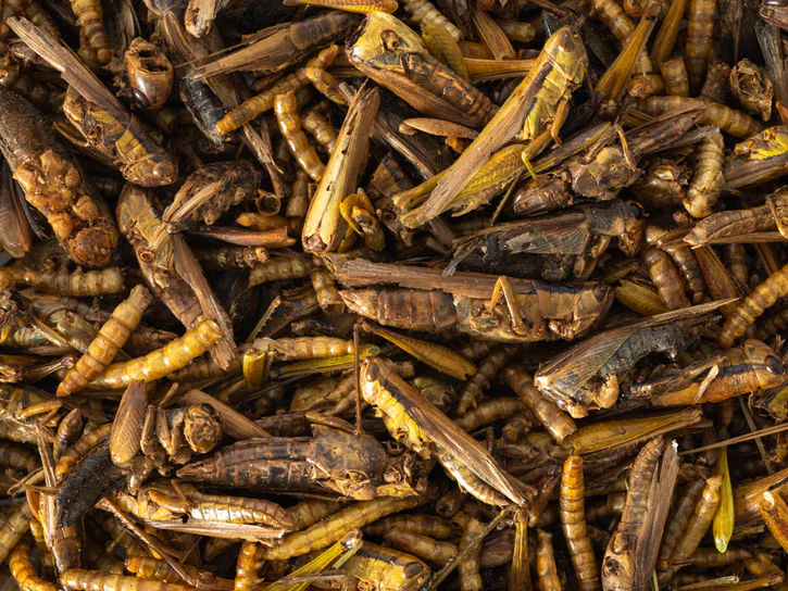 Topflite Insect Medley 125gm