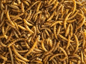 Topflite Dried Mealworms 125g