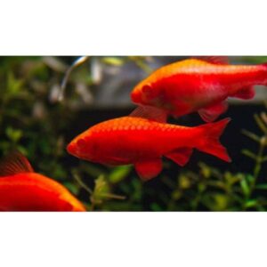 Red Albino Cherry Barb