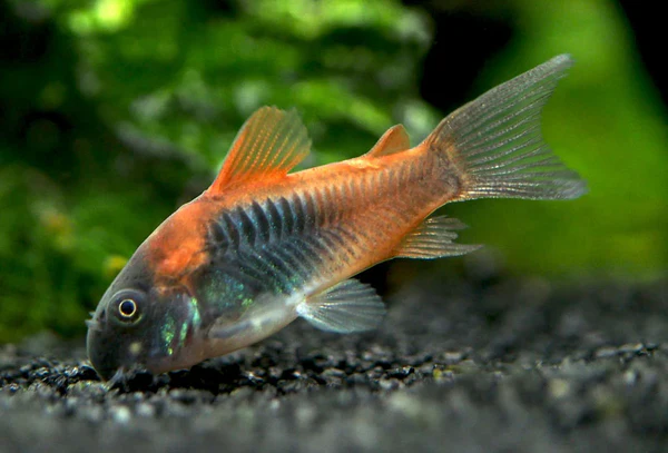 venezuelan orange Corydoras