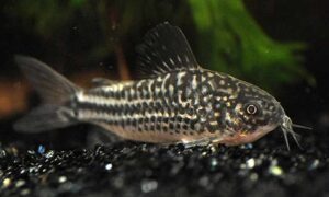 Elegant corydoras