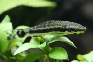 octocinclus sucker