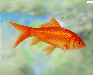 Goldfish 6-7cm