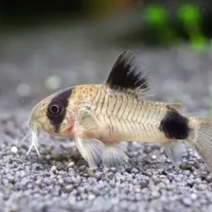 Panda Corydoras