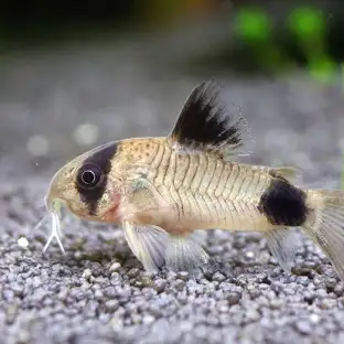 Panda Corydoras