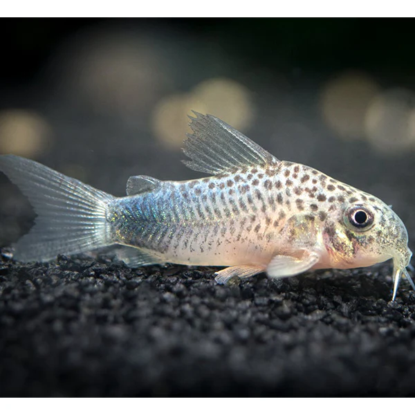 smudge spot corydoras