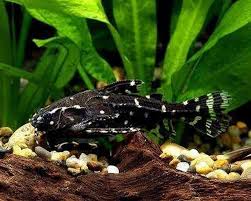 white Spot Talking Catfish