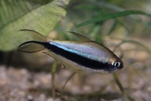 Emperor  Tetra Var Black