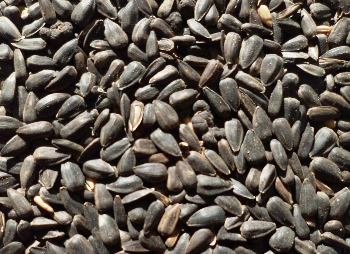 Topflite Black Sunflower Seeds 20kg