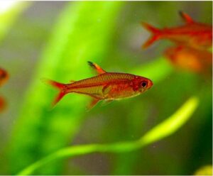 Ember Tetra
