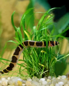 Kuhli loach striped