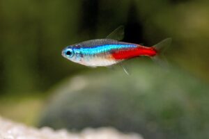 Neon Tetra-  10 fish for $35