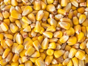 Topflite Whole Maize 20kg