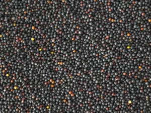 Topflite NZ Rape Seed 20kg