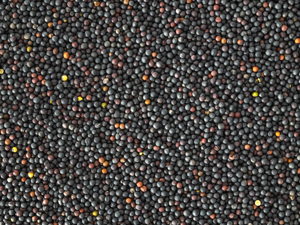 Topflite NZ Rape Seed 20kg