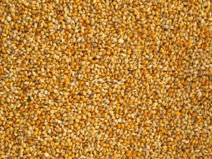 Topflite Red Panicum 20kg