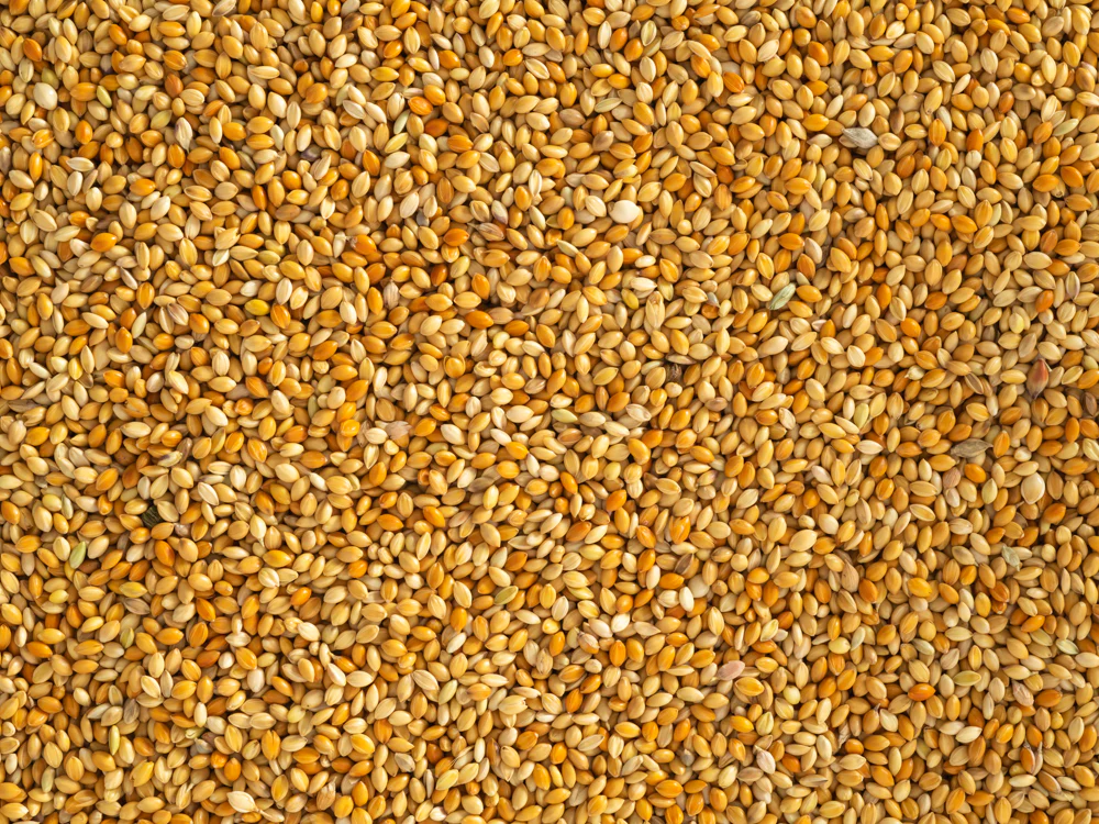 Topflite Red Panicum 20kg