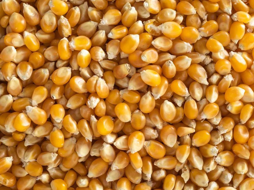 Topflite Popcorn 20kg