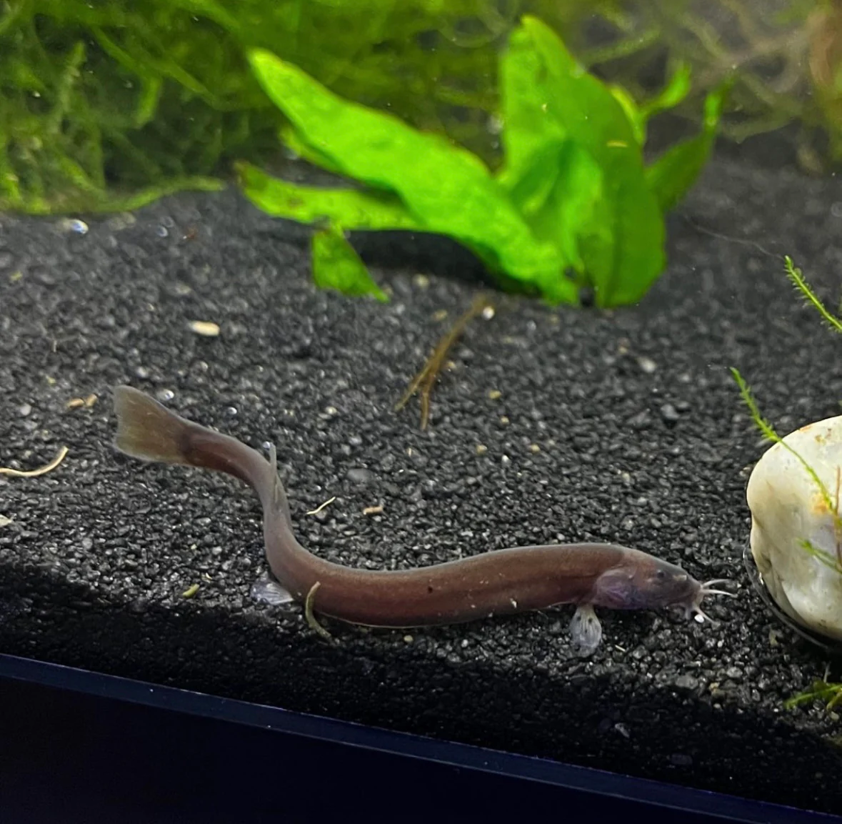 Black kuli Loach