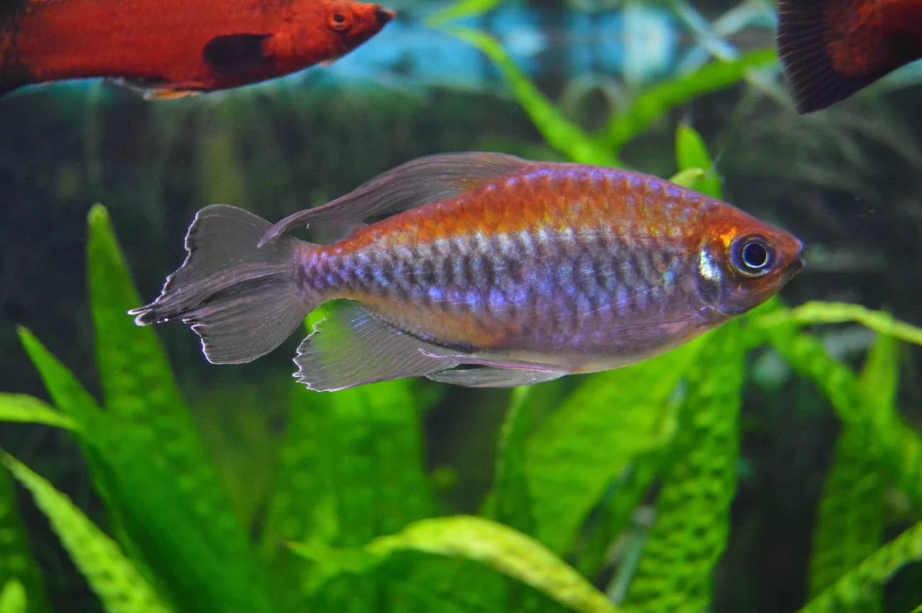 Congo Tetra