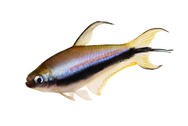 Empepor Tetra
