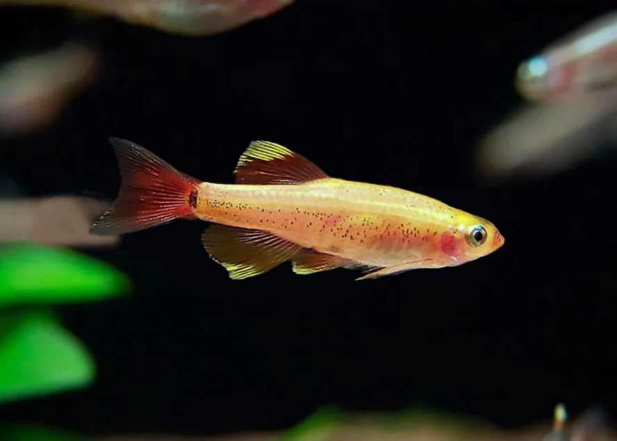 Golden white Cloud Mountain Minnow