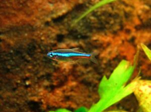 Green Neon Tetra