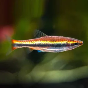 Golden Pencil fish