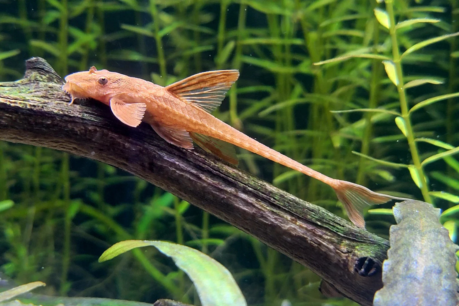 Red whiptail catfish