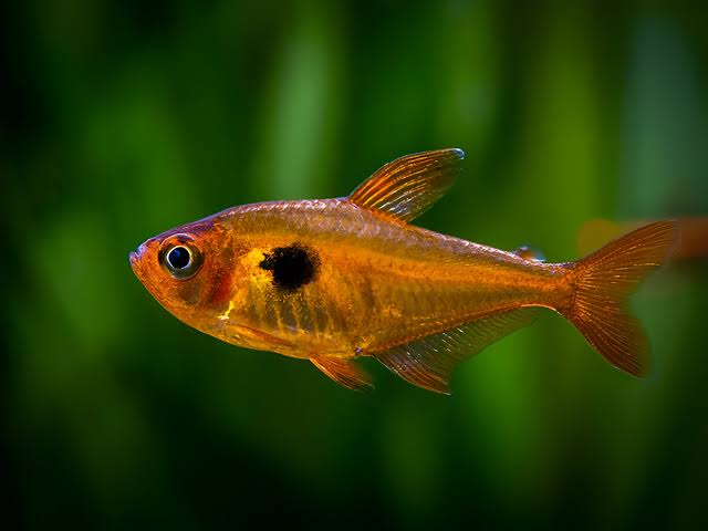 Serpae Tetra