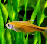 silvertips Tetra