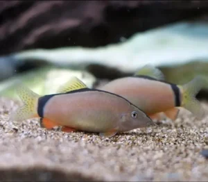 Skunk Botia Loach