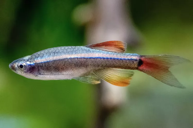 white Cloud Mountain Minnow