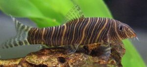 Zebra Loach -Striata
