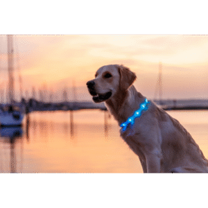 LED Light collar Band 65cm - Multicolour XS-XL ^12630