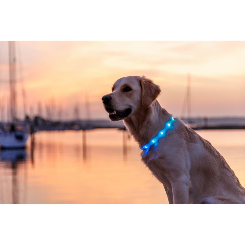 LED Light collar Band 65cm - Multicolour XS-XL ^12630