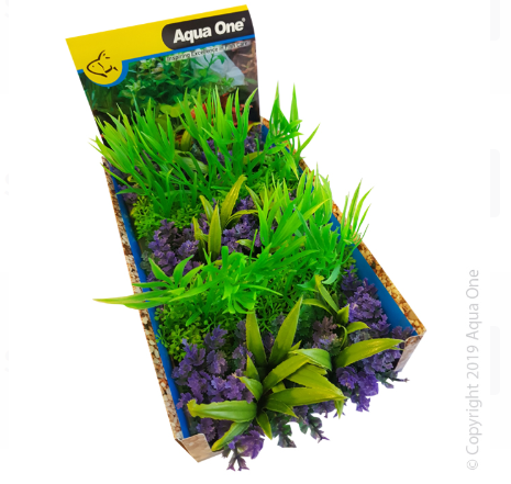 Ecoscape Foreground Catspaw W/grass Pu/willow Hygro GNMIX Punnet 5pk DisBox