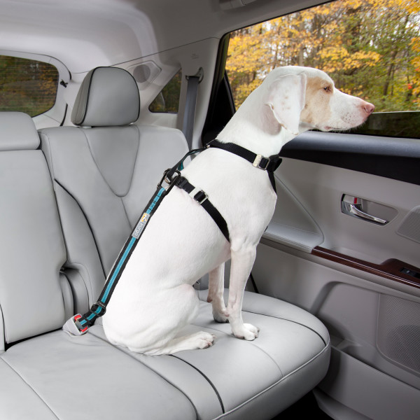 Kurgo Direct to Seatbelt Tether – Blue